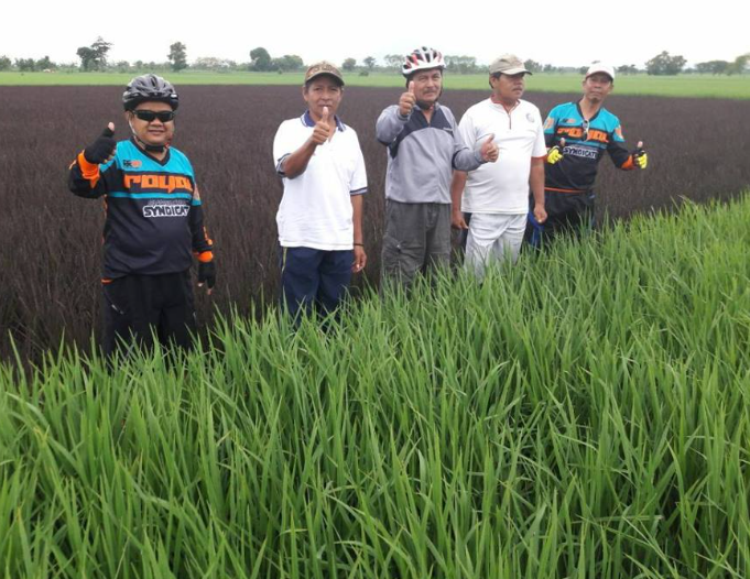 Pertanian padi Desa Gabuswetan