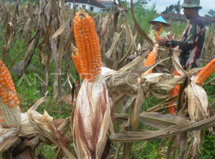 Harum Jagung Desa Gabuswetan